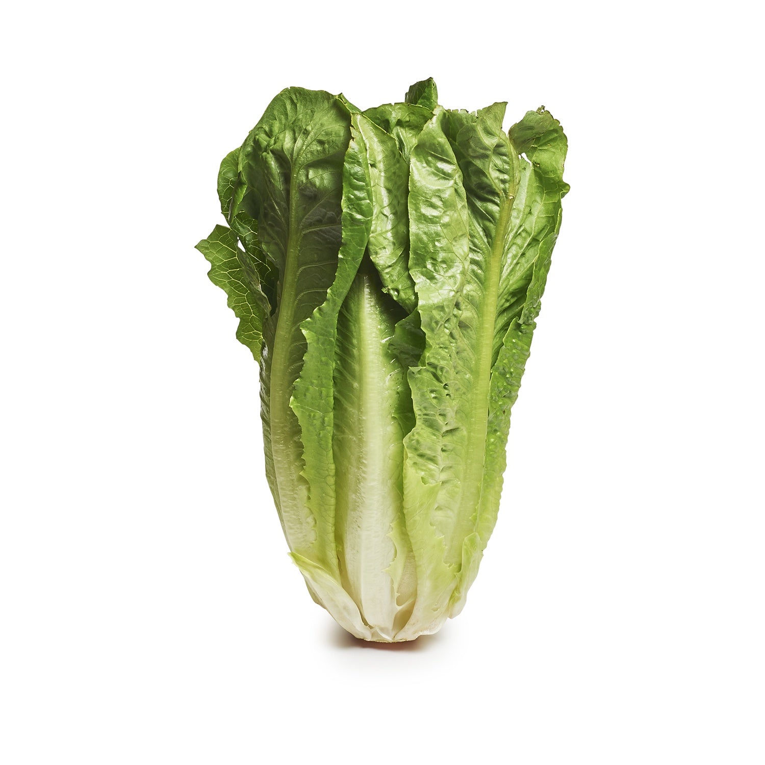 Fresh Cosberg Lettuce Single