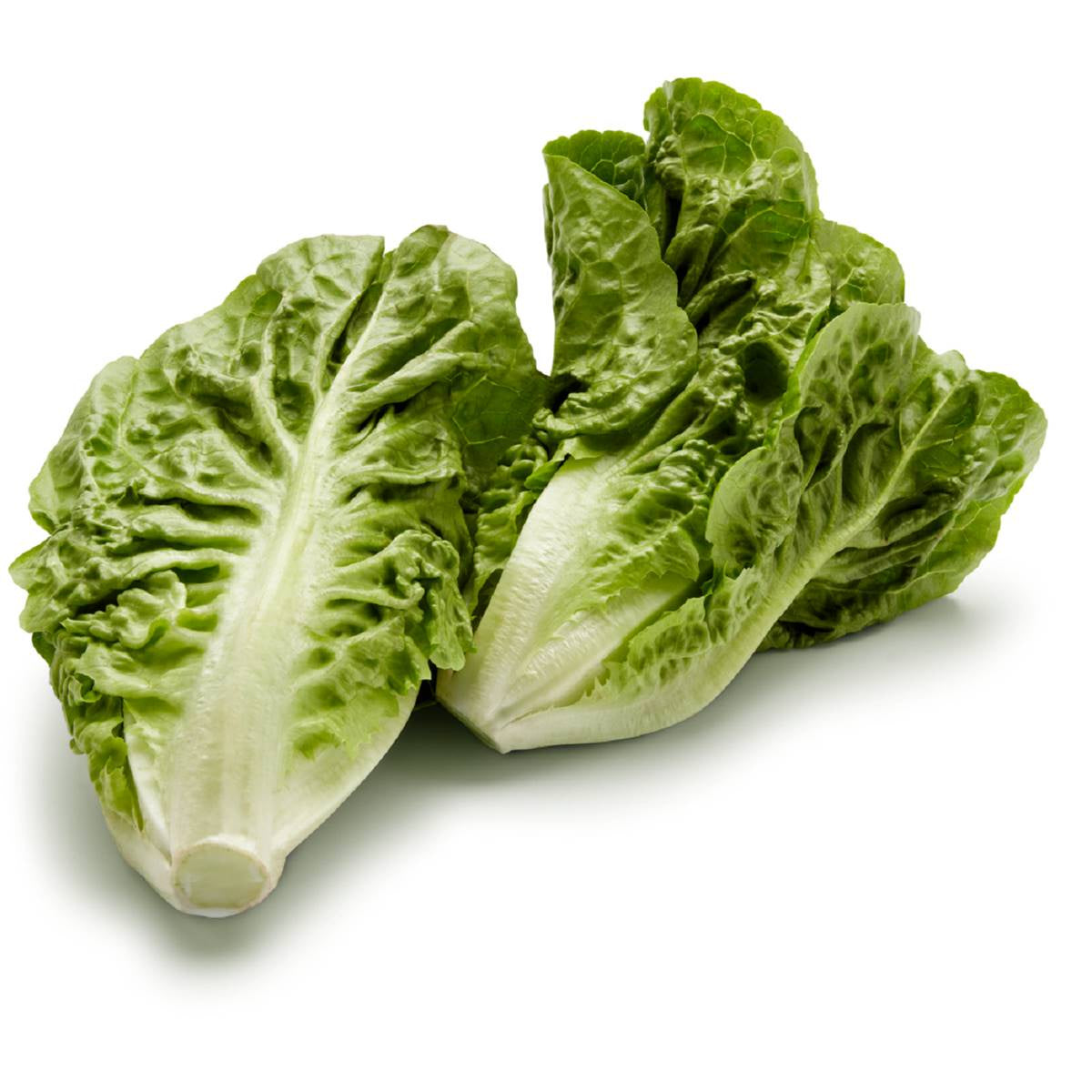 Cos Lettuce 2 pack