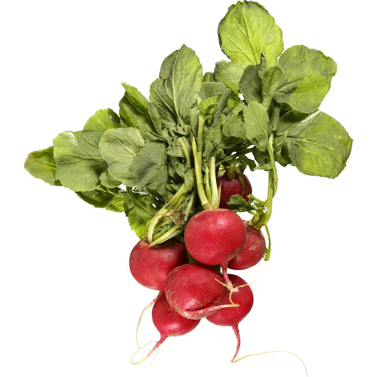 Fresh Radish Bunch