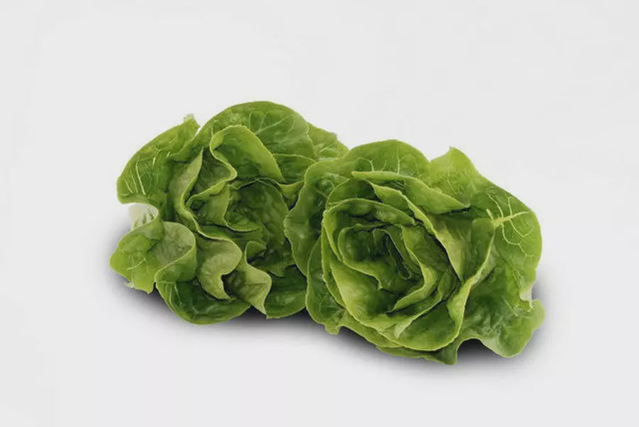 Windy Hills Twin Pack Baby Cos Lettuce