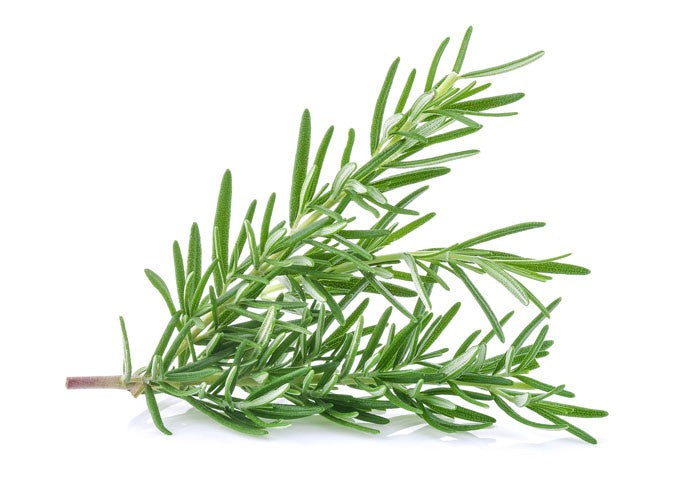 Windy HIlls Fresh Rosemary