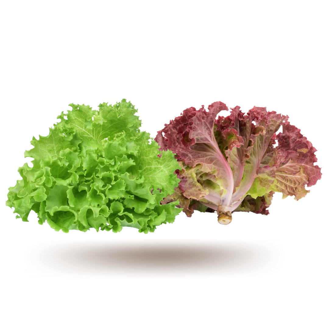 Windy Hills Oak Leaf Lettuce Combo