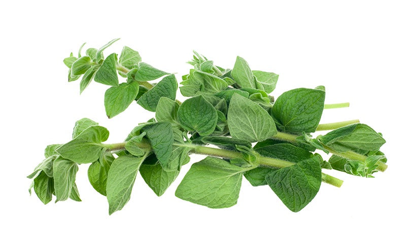 Windy Hills Fresh Oregano