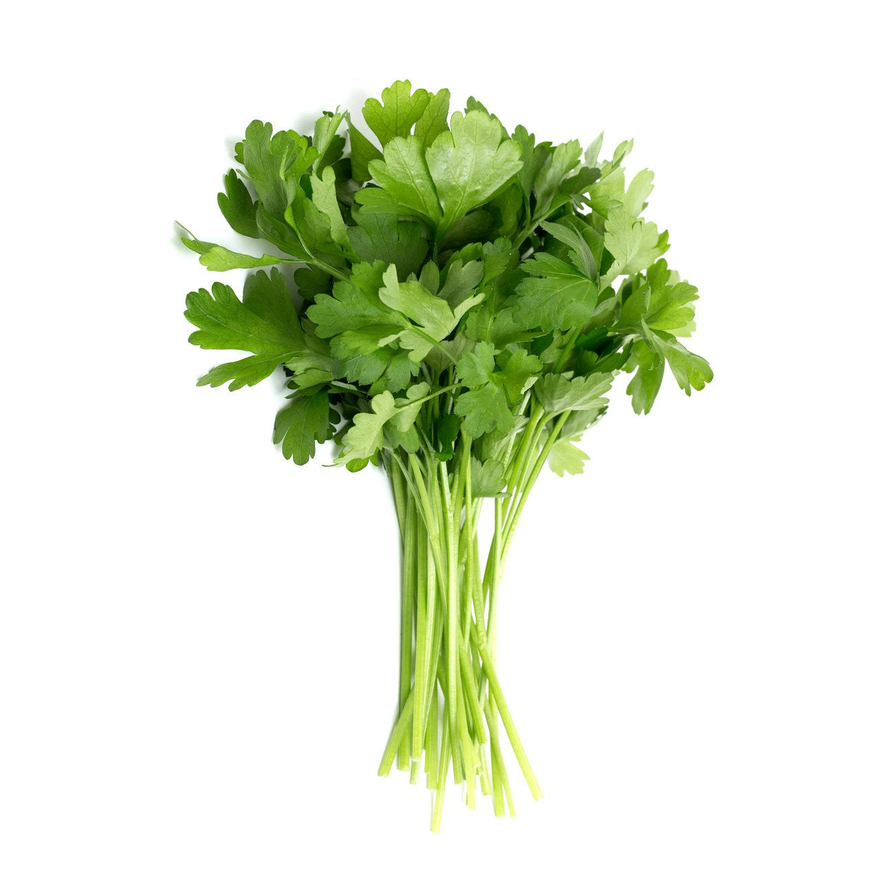 Fresh Parsley Continental