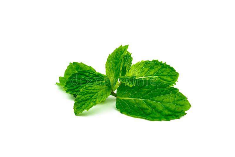 Windy HIlls Fresh Mint